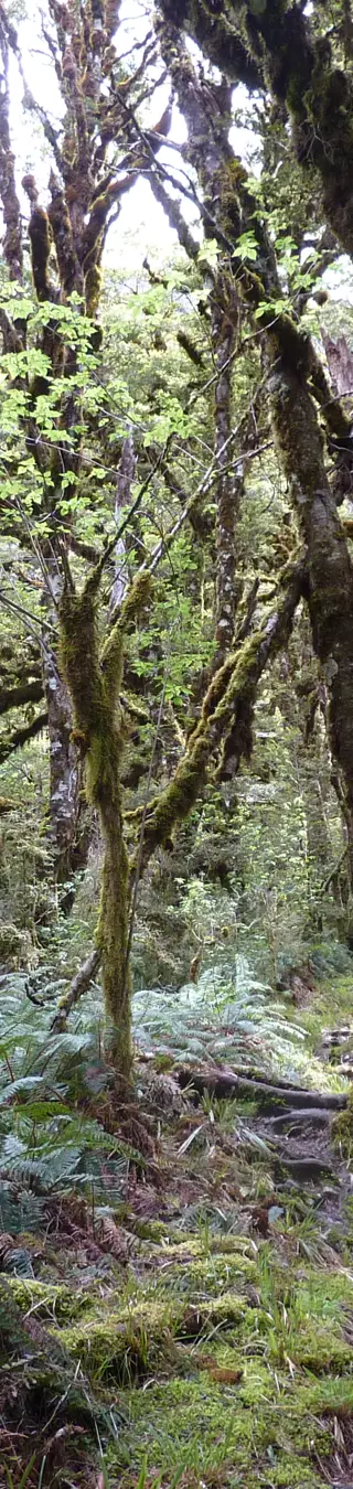 Great Walks - Milford Track